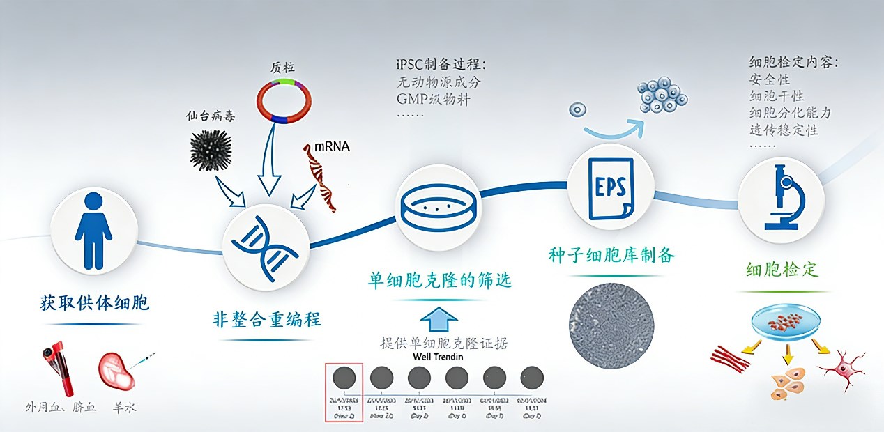 突破性医疗！日本首批iPSC疗法获批心脏病、帕金森治疗