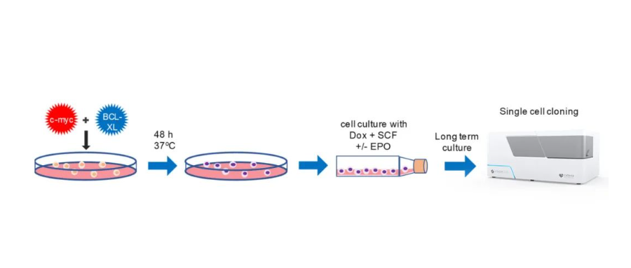 永生化红细胞(RBC)前体的单克隆筛选